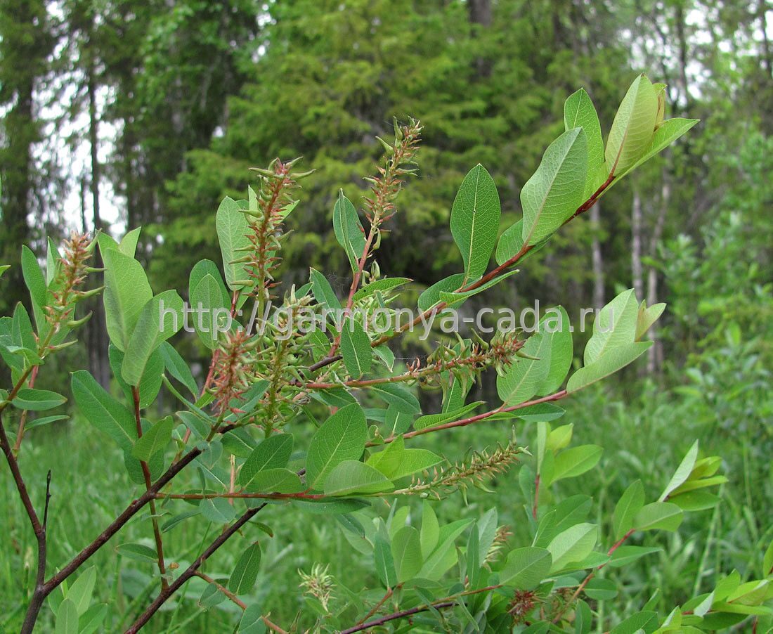 Ива Черниковидная Salix myrtilloides