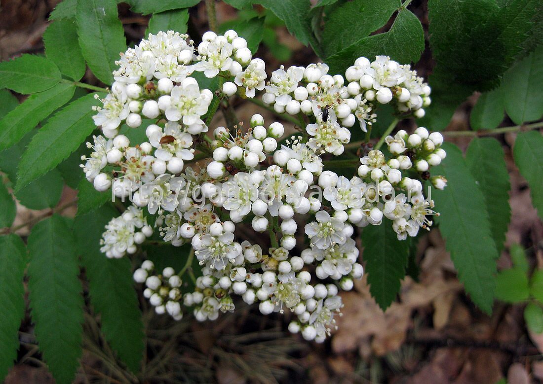 Рябина обыкновенная Sorbus aucuparia