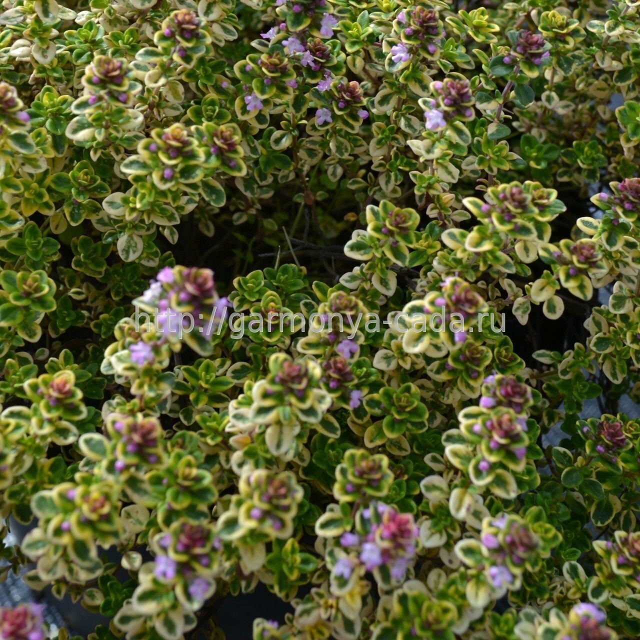 Тимьян лимоннопахнущий «Bertram Anderson» Thymus citriodorus «Bertram  Anderson»