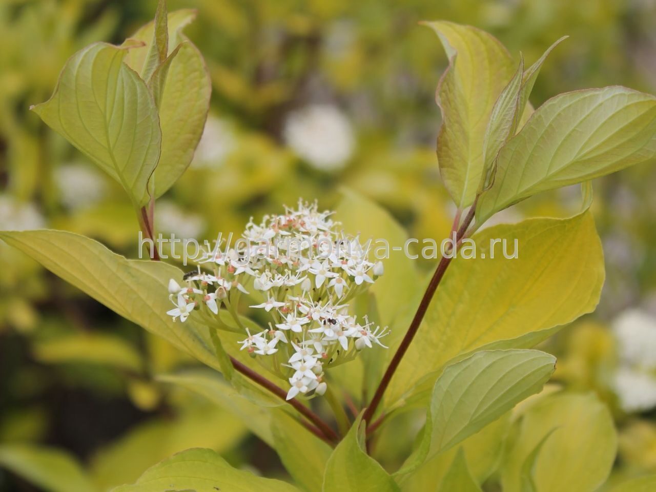 Дерен белый Ауреа Cornus alba Aurea