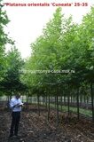 Платан восточный Кунеата (Platanus orientalis Cuneata)