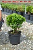 Туя западная Даника (Thuja occidentalis Danica)