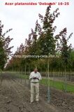 Клен остролистный Дебора (Acer platanoides Deborah)