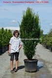 Тис ягодный Оверейндери Фастиджиата (Taxus baccata Overeynderi Fastigiata)