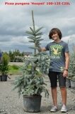 Ель голубая Хупсии (Picea pungens Hoopsii)