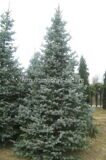 Ель Хупси в японском стиле Picea Hoopsii