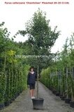 Груша каллериана Чантиклер Пличед (Pyrus calleryana Chanticleer Pleached)