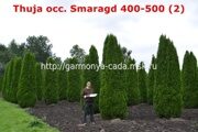 Туя западная Смарагд (Thuja occidentalis Smaragd)