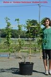 Яблоня домашняя Голден Делишез (Дабл Ю) (Malus domestica Golden Delicious Dubbel U)