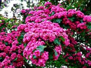 Боярышник средний Поль Скарлет Crataegus media Paul's Scarlet