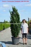 Тис ягодный Оверейндери Фастиджиата (Taxus baccata Overeynderi Fastigiata)