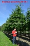 Дуб болотный (Quercus palustris)