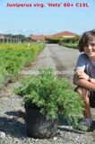 Можжевельник виргинский Хетц (Juniperus virginiana Hetz)