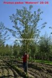 Черемуха обыкновенная Ватеред (Prunus padus Watered)