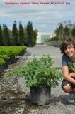 Можжевельник чешуйчатый Блю Свид (Juniperus squamata Blue Swede)