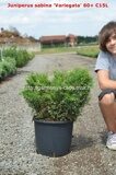 Можжевельник казацкий Вариегата (Juniperus sabina Variegata)