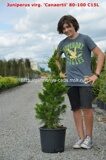 Можжевельник виргинский Канаерти (Juniperus virginiana Canaertii)