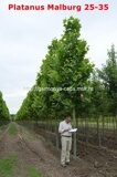 Платан Мальбург (Platanus Malburg)