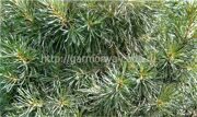 Сосна горная Глобоза Pinus mugo Globosa